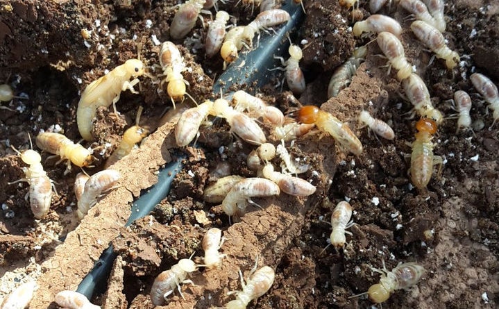 Engineered Wood Products - Ruthless, Damaging Termites