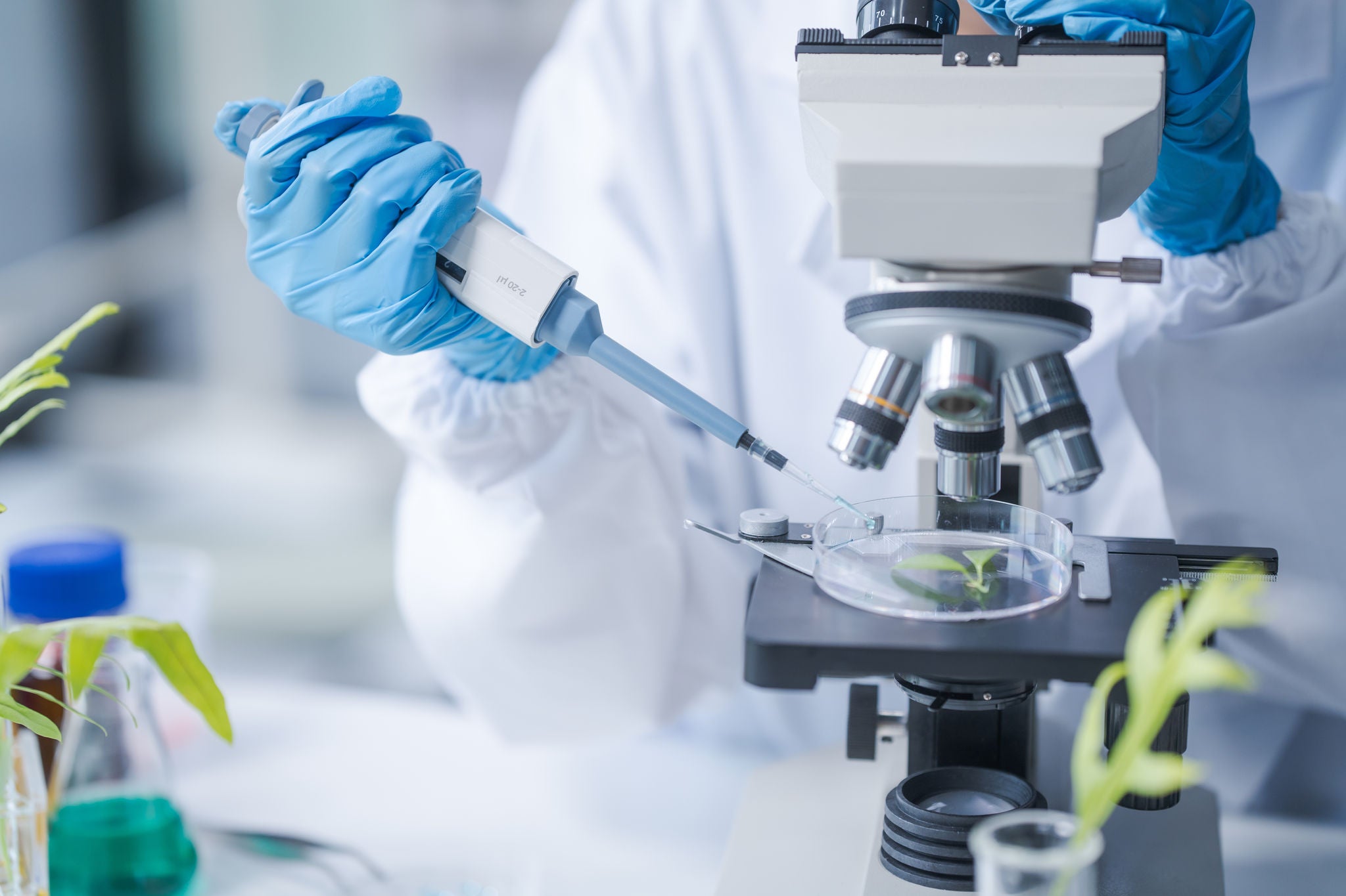 Female science biology laboratory worker using pipette, test tubes, microscope in sustainability plants research to experiment with the development of anti-aging medicine and vitamins