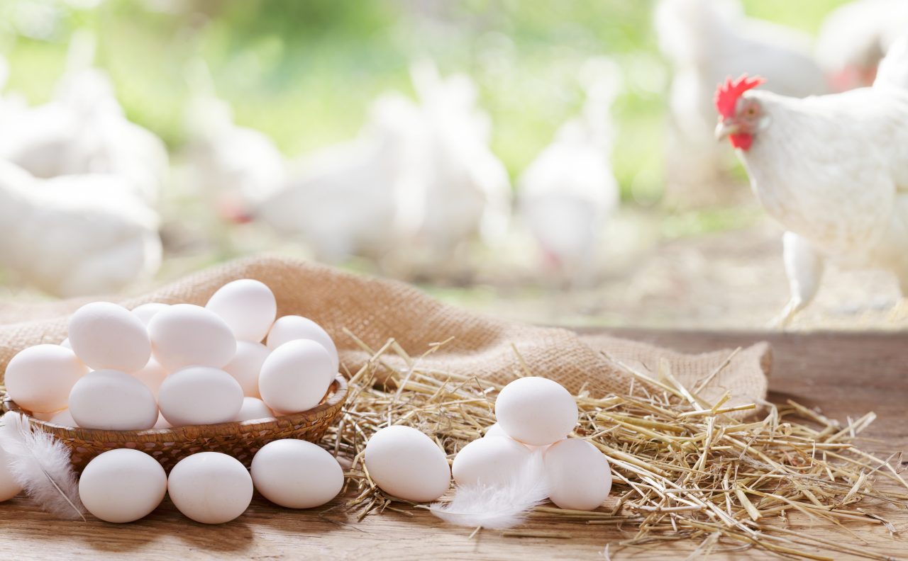 Basket of chicken eggs on a wooden table in the chicken farm